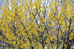 Witch hazel grows as small trees or shrubs with numerous clusters of rich yellow to orange-red flowers.