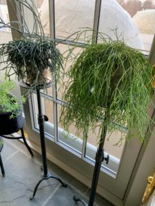 The houseplants will vary depending on the season, but I love keeping them in this sun-filled space. Here are pots of rhipsalis atop my new black Adjustable Metal Plant Stands and Tables from my collection on QVC.
