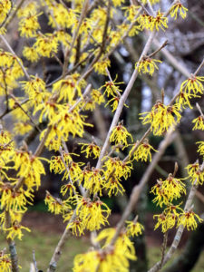 It is great for splashes of winter color. They’re very hardy and are not prone to a lot of diseases.