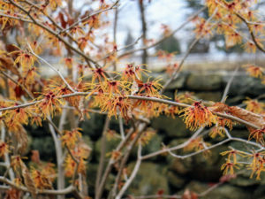 While most varieties reach 10 to 20 feet high and wide at maturity, witch hazels can be kept smaller with pruning once they are finished blooming.