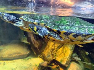 This is a yellow bellied slider, a land and water turtle belonging to the family Emydidae. This subspecies of pond slider is native to the southeastern United States, specifically from Florida to southeastern Virginia, including Georgia, and is the most common turtle species in its range.
