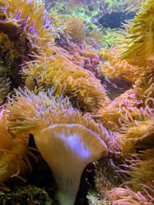 Sea anemones are a group of marine, predatory animals of the order Actiniaria. They are named after the anemone, a terrestrial flowering plant, because of their colorful appearance. Sea anemones are related to corals, jellyfish, tube-dwelling anemones, and Hydra.