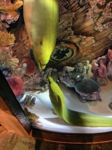 And this is the beautiful green moray eel, which is actually brown. The yellow tint of the mucus that covers its body, in combination with the drab background color, gives the fish its namesake green color. Like other true eels, the moray’s dorsal fin begins just behind its head, extends along the length of its body and is fused with the tail fins. With its long, scaleless body, green moray eels are often feared and mistaken for sea serpents. Rather than hunting for food, they wait until food comes to them. The green moray feeds mostly at night on fishes, crabs, shrimp, octopuses, and squid. I hope you take time to visit the Georgia Aquarium the next time you're in the area. Tomorrow, I will share my photos from the Big Game and some of the foods we tried.