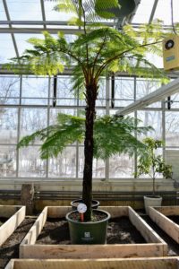 The giant tree ferns that also live in this greenhouse will stay here - they just need to be strategically placed, so they do not interfere with the garden beds.