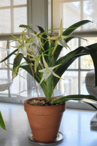 At this year's NYBG Orchid Dinner, I purchased two wonderful plants. This is an extremely rare Angraecum Crestwood ‘Tomorrow Star’. Watering these plants once a week to once every 10-days is usually sufficient for larger plants.