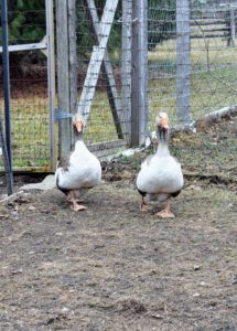 My dear Pomeranian geese are never far. Thanks to their loud honks, geese make excellent guardians for my chickens. They can scare off many predators that otherwise would bother the hens, and they are known to be great at spotting aerial predators, such as hawks.