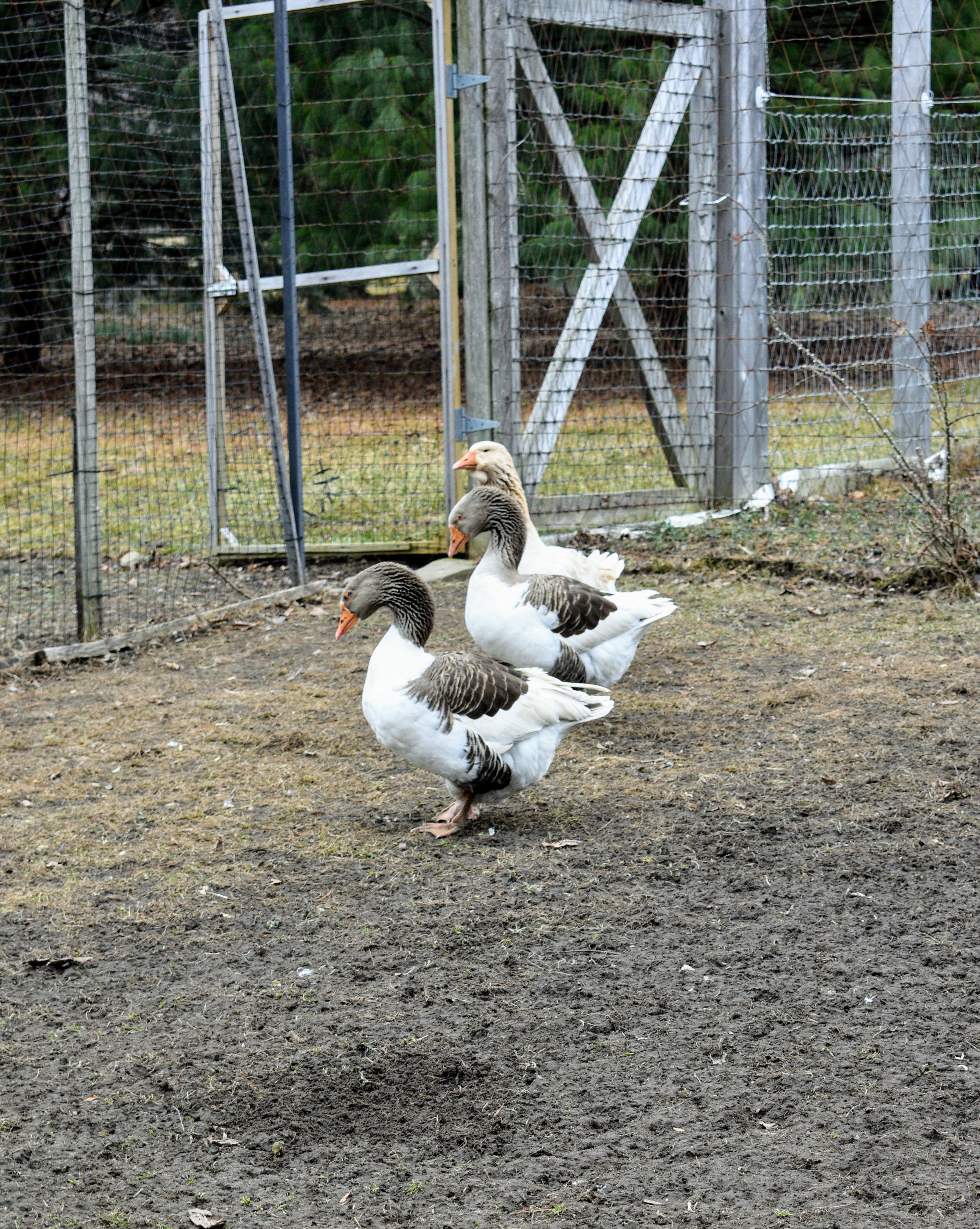 American Saddleback Pomeranian Geese