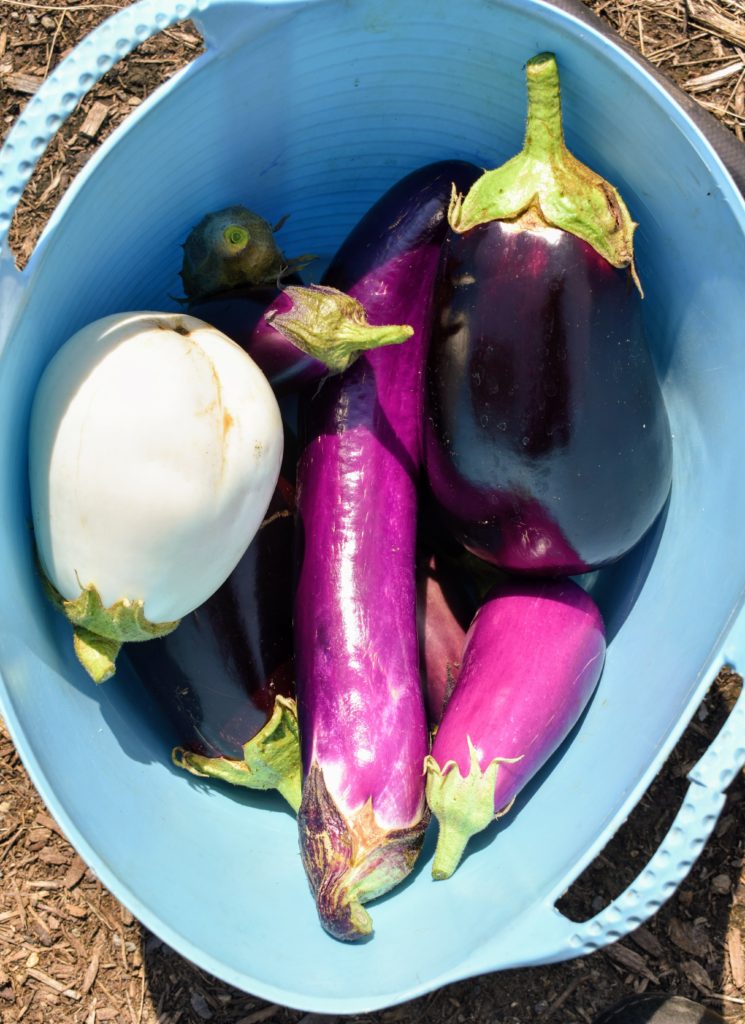 Starting Eggplants from Seed The Martha Stewart Blog