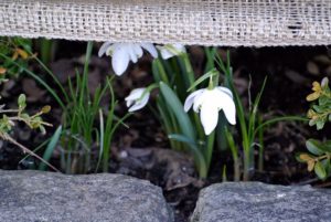There are bunches of snowdrops, Galanthus nivalis, in various beds around the farm. These flowers are perennial, herbaceous plants, which grow from bulbs.