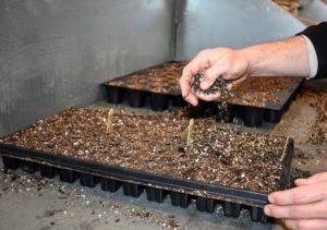 Once the entire tray has been filled, Ryan adds soil and covers the seeds.
