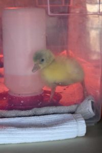 Once hatched, the gosling was moved to this large bin under an essential heat lamp. Here, it has plenty of food and lots of fresh water that is changed several times a day.