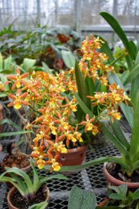 Oncidium orchids are popular indoor orchids because of their large sprays of flowers.