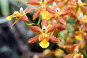 A large, well-grown Oncidium will have several branched sprays of beautiful, colorful blooms.