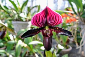 The pouch of a slipper orchid traps insects so they are forced to climb up, collect or deposit pollen, and fertilize the flower.