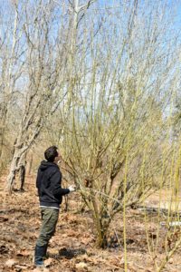 Here is Ryan assessing the length and growth of these pussy willow offshoots. Most of the branches will be cut down without the use of a ladder.