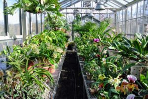 My orchid collection takes up two long sliding tables in my temperature and humidity controlled greenhouse. When in bloom, I love to bring various selections inside my home where they can be enjoyed by me and my guests.