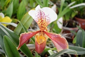 Slipper orchids have two fertile anthers — meaning they are diandrous.