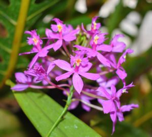 This is a reed-stem Epidendrum orchid. These plants thrive with medium to high light conditions and should be potted in a well-draining medium. Reed orchids produce clusters of flowers shaped like those of the cattleya orchid, but much smaller. Here, the bright pink blooms stand out against the green leaves. Epidendrums are tough plants and can do well in almost any temperature above 50-degrees Fahrenheit.