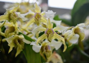 This is Dendrobium ‘Aussie chip’ x. Dendronbium atroviolaceum ‘Pygmy’ x. Dendrobium atroviolacrum ‘H&R’. Dendrobiums need lots of light, but not direct sun. A lightly shaded south window is best.