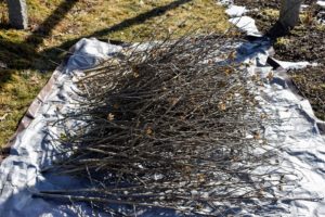 All the cuttings are collected neatly on a nearby tarp and taken to the pile for chipping.