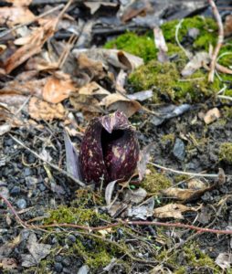 New growth is also emerging in the woodland. Symplocarpus foetidus, commonly known as skunk cabbage or eastern skunk cabbage, swamp cabbage, or meadow cabbage, is a low growing plant that grows in wetlands and moist hill slopes of eastern North America.