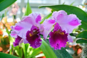 These are ‘Martha Stewart’ Cattleya orchids. The Cattleya is a genus with more than 100-species and numerous hybrids, which range in bloom size, color, and smell. These are from Kalapana Tropicals. Cattleya orchids are among the most popular. They have often been called “corsage orchids” or “Queen of orchids” because of their big, showy flowers. http://www.kalapanatropicals.com/index.php