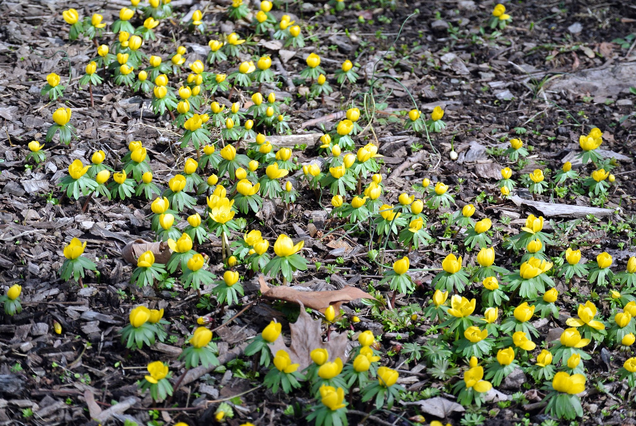 Spring Blooms Emerging at My Farm - The Martha Stewart Blog