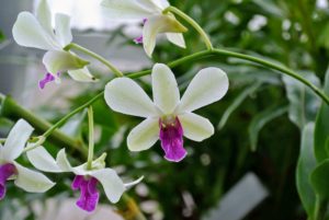 Although generally thought of as a tropical plant, orchids grow on every continent, from the Arctic Circle to the southernmost jungle, except Antarctica.