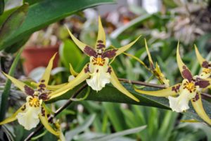 Most orchid genera are epiphytic, meaning they grow on trees and rocks rather than in soil. Orchid roots need to breathe and therefore cannot live buried in dirt.