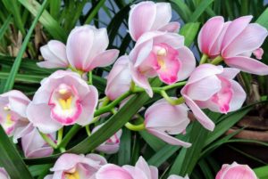 These are Cymbidium orchids – look at the vibrant shades of pink. These orchids are prized for their long-lasting sprays of flowers, used especially as cut flowers or for corsages in the spring. Optimum temperatures in winter are 45 to 55-degrees Fahrenheit at night and 65 to 75-degrees Fahrenheit during the day. When plants are in bud, temperatures must be as constant as possible.