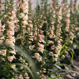 Foxglove 'Dalmatian Peach' produces soft peachy-apricot blooms - a great choice for bouquets. While most foxgloves are biennials, this new hybrid flowers the first year from early sowing of seed then produces again the second year if left in place. Just remember, all parts of the foxglove plant are toxic if ingested, so always wear gloves when handling, and keep pets and small children away. (Photo from Floret)