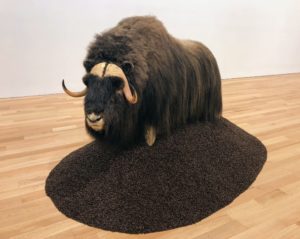 This is also by Paola Pivi - Untitled (muskox), (2008). A muskox is an Arctic hoofed mammal noted for its thick coat and for the strong "musky" odor emitted by males during mating season.