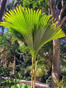 This palm is called Lodoicea maldivica, or more commonly, Coco de Mer. The Coco de Mer is known for having the largest and heaviest seed in the plant kingdom and the largest female flowers of any palm species. It is native to Maldives.
