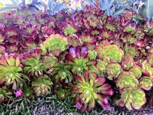 These beautiful succulent clumps of Aeonium 'Jack Catlin' are about 18-inches tall with six to eight inch wide rosettes of leaves that are green towards the middle with reddish toward the tips of the slightly cupped leaves. This red gets even richer after new growth hardens off in late spring and holds the color until active growth appears again in winter.