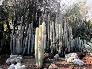 And this is Cleistocactus strausii, commonly known as the silver torch or wooly torch. It is a perennial cactus in the family Cactaceae and is native to high mountain regions of Bolivia and Argentina, above 9843 feet.