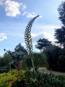 This flower stalk is rising from an Agave 'Blue Flame' - a beautiful succulent that forms clumps with rosettes that are two feet tall by three feet wide when mature. These flower stalks can grow up to 15-feet in height.