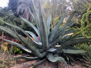 Agave mapisaga 'Lisa' is a large agave that grows up to six to eight feet tall by over 9 feet wide with thick gray-green six to nine foot long leaves that arch upwards.