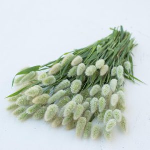 Ornamental Grass 'Bunny Tails' show off compact plants and graceful gray-green blades with elongated heads that turn cream and soft as they age. (Photo from Floret)