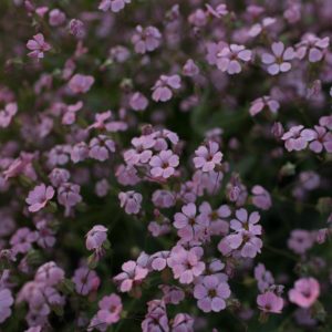 Soapwort 'Beauty Pink' is an airy, delicate filler that grows fast in the garden. The miniature pink blooms are eye-catching when grown en masse. (Photo from Floret)