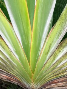 Heart of traveller's palm, Ravenala madagascariensis, is native to the moist forests in Madagascar, where it can grow up to 50-feet tall. Each leaf blade is five to 10-feet long by two to to three-feet wide and appears at the end of a thick, grooved leaf stalk.