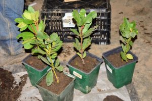 These came to us as small potted seedlings, which we will repot into slightly larger vessels, so they have room to develop.