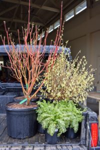 In the end, I purchased several plants including red-osier dogwood, Cornus sericea "Cardinal', buttercup winter-hazel, Corylopsis pauciflora, and a variegated Jacob's ladder, Polemonium caeruleum, Brise d'Anjou. These will make wonderful additions to my gardens at the farm. What a fun evening at The New York Botanical Garden - please visit the NYBG when you can.