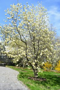 One of the earliest trees to flower here in spring is the magnolia. I have several white and yellow magnolias outside my Summer House. Magnolia is a large genus of about 210 flowering plant species in the subfamily Magnolioideae. It is named after French botanist Pierre Magnol.
