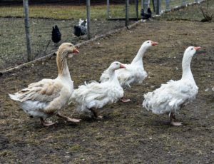 Here are my geese - one of my two Toulouse geese and three of my five Sebastopol geese. They are curious as ever hurrying over to see all the activity.