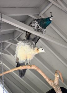 Here are two of my peahens roosting in a tree “planted” inside the “palais de paon” or “palace of peafowl”. Both male and female peafowl have the fancy crest atop their heads – it’s called a corona.