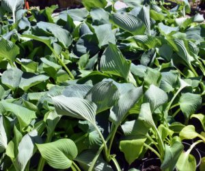 This is Hosta ‘Blue Angel’. This is one of the larger varieties. It has huge, heart-shaped, blue-green leaves and matures to three-feet tall and four-feet wide. It is also quite popular because it is slug resistant.
