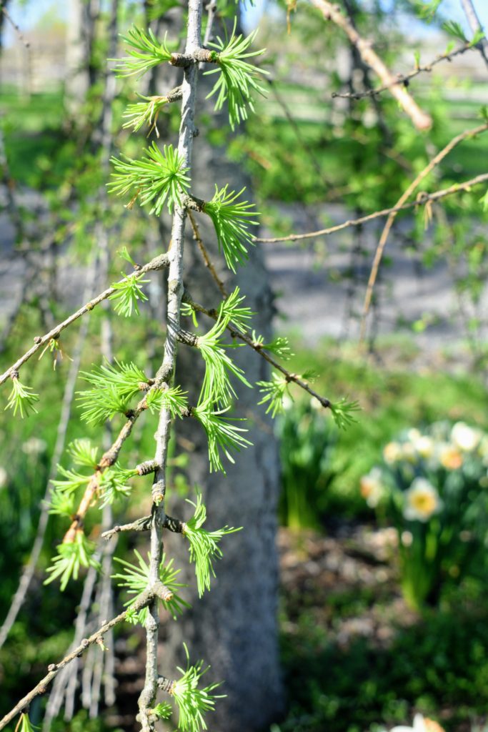 Springtime Trees at My Farm - The Martha Stewart Blog