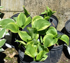 This hosta, ‘Aureomarginata’, features green leaves with a hint of blue, and thin, gold margins. The leaves are slightly puckered giving the plant a more textured appearance.