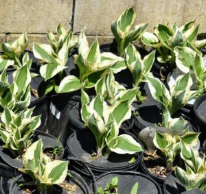 This hosta is called ‘Patriot’. This variety has dark green leaves with wide, white margins that are creamy-yellow in spring. This hosta blooms in mid summer with delicate lavender flowers and grows up to about 22-inches in height and 30-inches in width when mature.