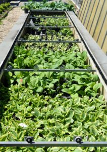 The cold frame was opened as soon as the weather was warm enough - look how much they grew in six-months.